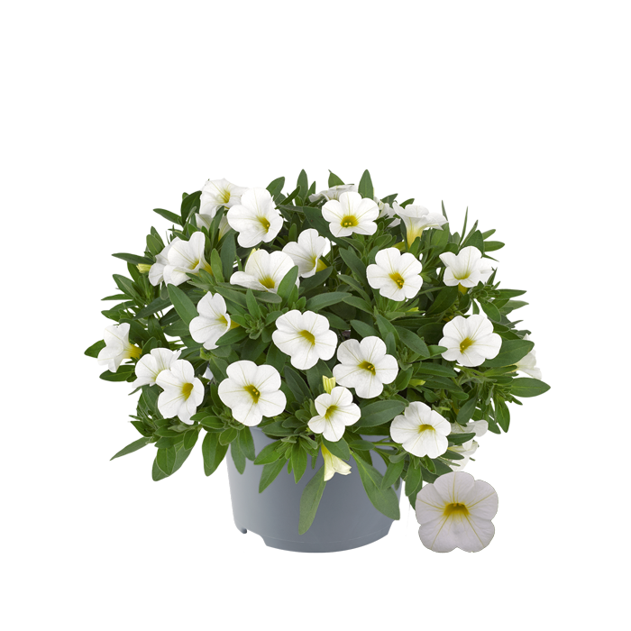 Bilde av Calibrachoa parviflora Cabaret Compact White-Spanne Plantesalg