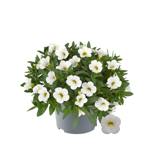 Bilde av Calibrachoa parviflora Cabaret Compact White-Spanne Plantesalg