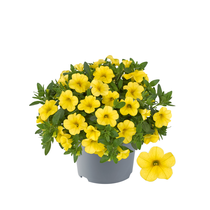 Bilde av Calibrachoa parviflora Cabaret Compact Yellow (Conga)-Spanne Plantesalg