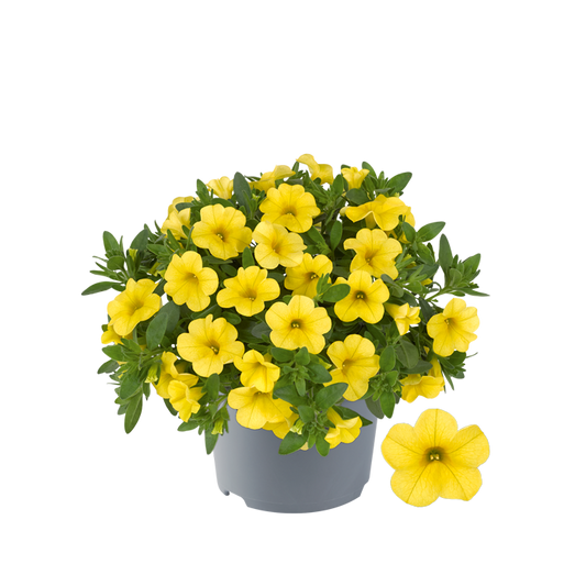 Bilde av Calibrachoa parviflora Cabaret Compact Yellow (Conga)-Spanne Plantesalg