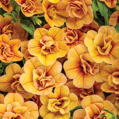 Bilde av Calibrachoa Sweetbells® Double Apricot-Spanne Plantesalg