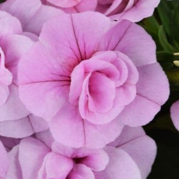 Bilde av Calibrachoa Sweetbells® Double Pink 2 stk kr 79,90-Spanne Plantesalg