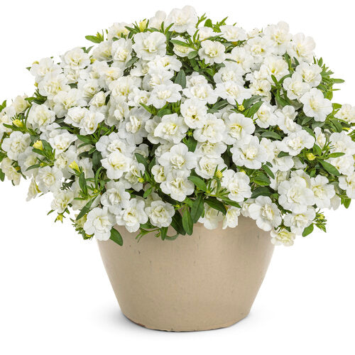 Bilde av Calibrachoa Sweetbells® Double Snow-Spanne Plantesalg