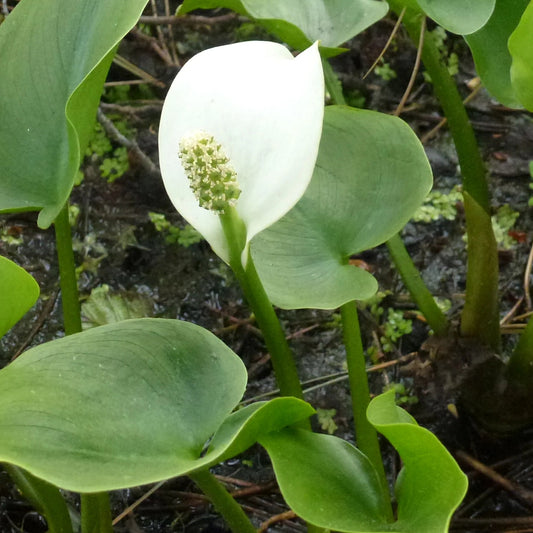 Bilde av Calla palustris-Spanne Plantesalg