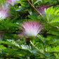 Bilde av Calliandra surina. 'Dixie Pink'-Spanne Plantesalg