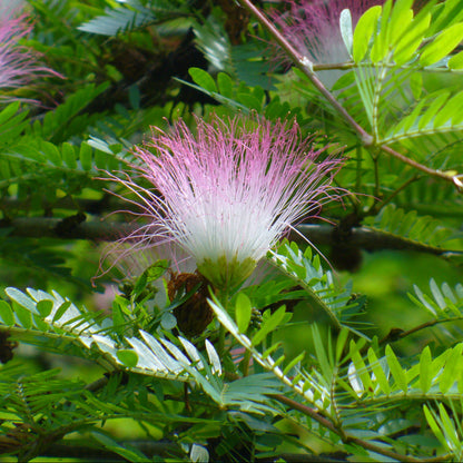 Bilde av Calliandra surina. 'Dixie Pink'-Spanne Plantesalg