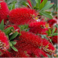Bilde av Callistemon 'Masotti' ®-Spanne Plantesalg