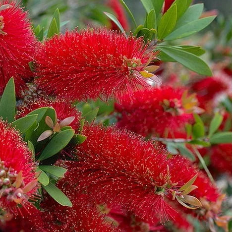 Bilde av Callistemon 'Masotti' ®-Spanne Plantesalg
