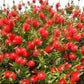 Bilde av Callistemon 'Masotti' ®-Spanne Plantesalg