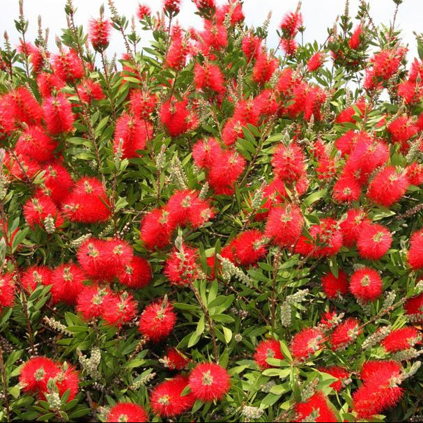 Bilde av Callistemon 'Masotti' ®-Spanne Plantesalg