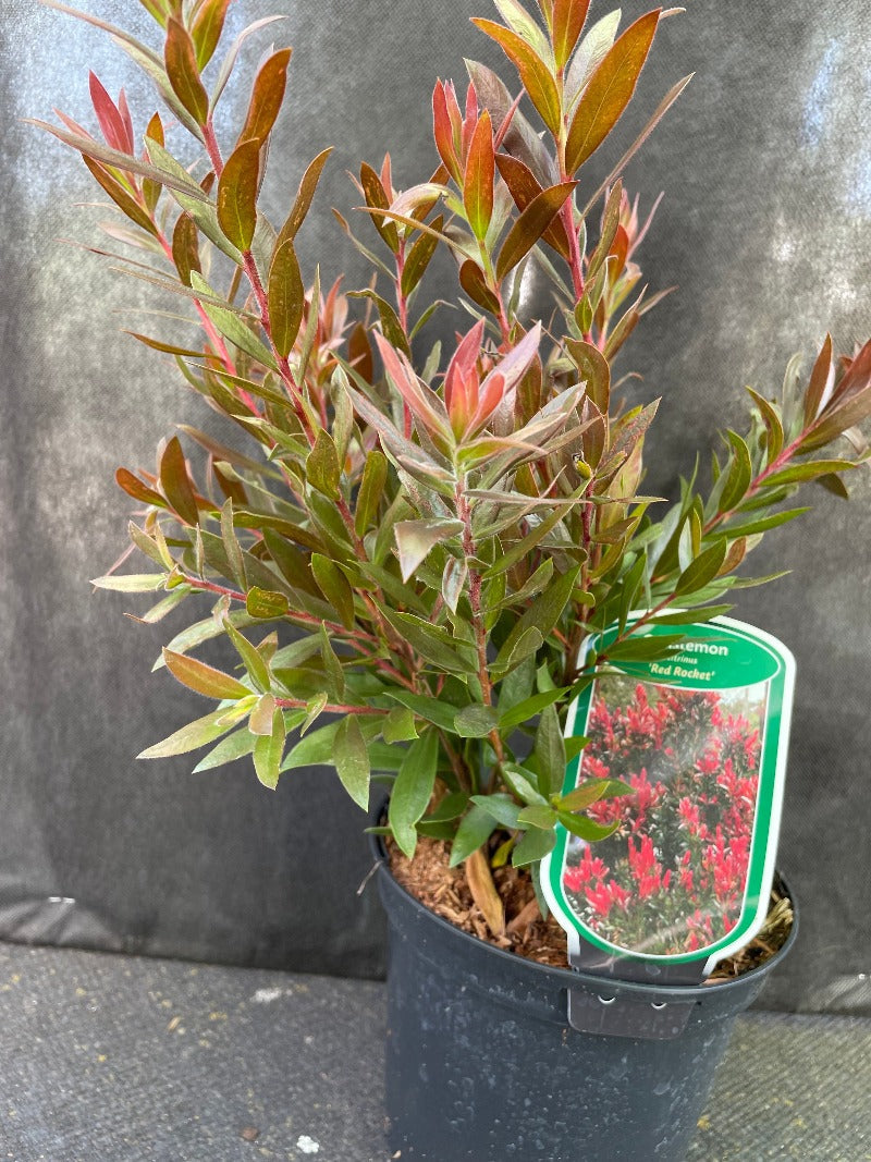 Bilde av Callistemon 'Red Rocket'-Spanne Plantesalg