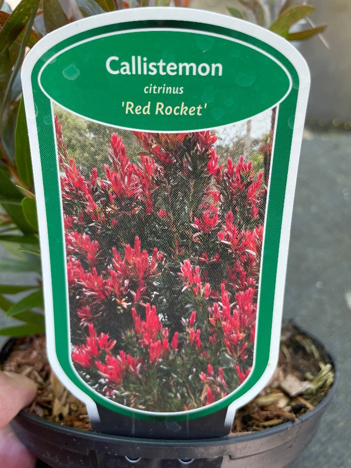 Bilde av Callistemon 'Red Rocket'-Spanne Plantesalg