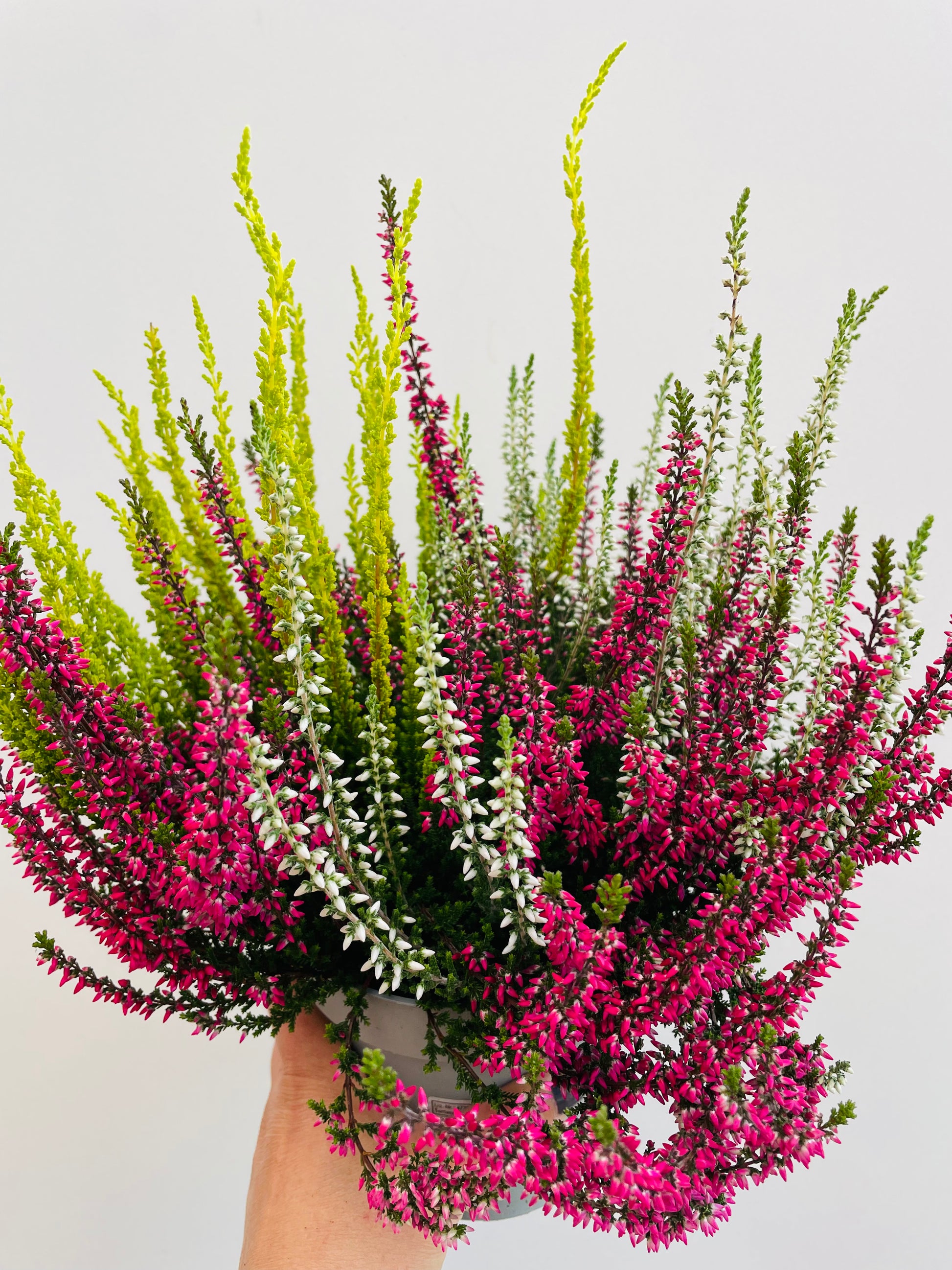 Bilde av Calluna GG trio-Spanne Plantesalg