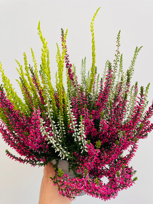 Bilde av Calluna GG trio-Spanne Plantesalg