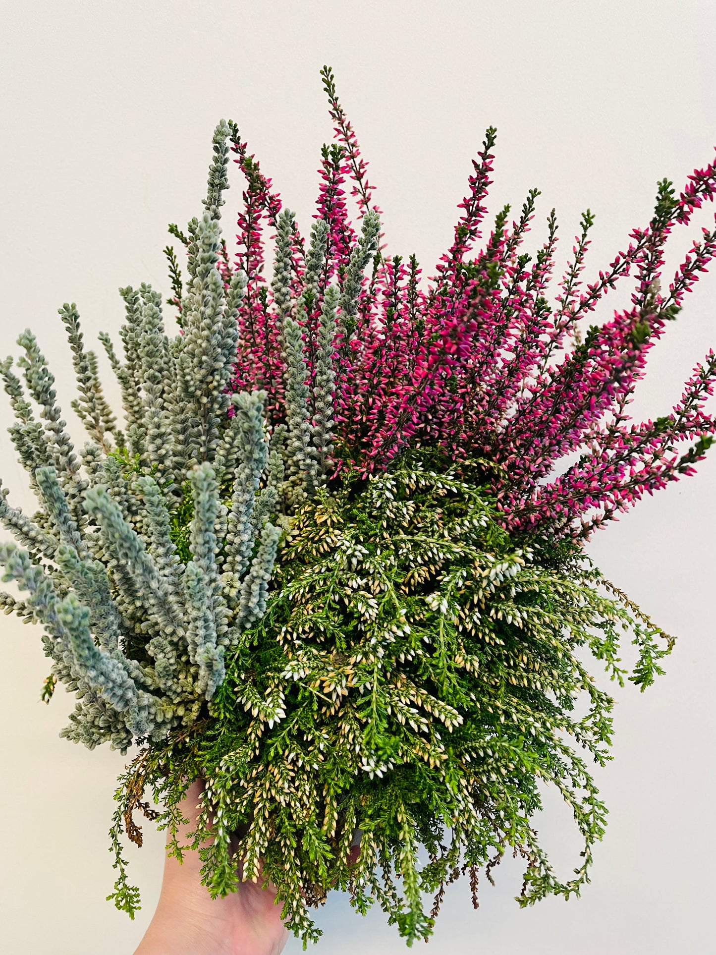 Bilde av Calluna ‘Girls Trio’-Spanne Plantesalg