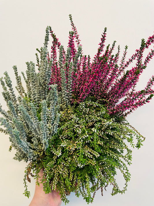 Bilde av Calluna ‘Girls Trio’-Spanne Plantesalg