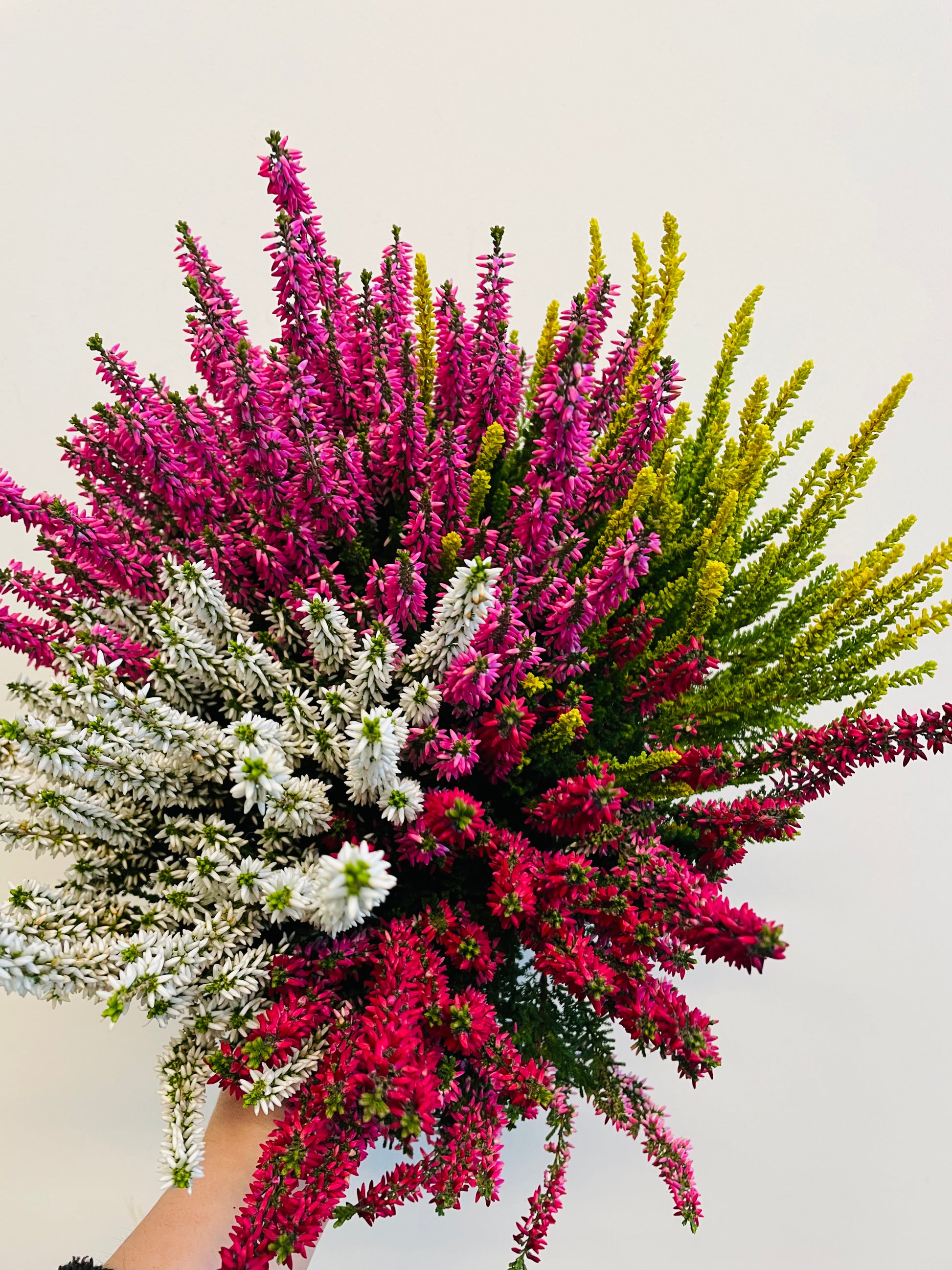 Bilde av Calluna ‘Quattro’-Spanne Plantesalg