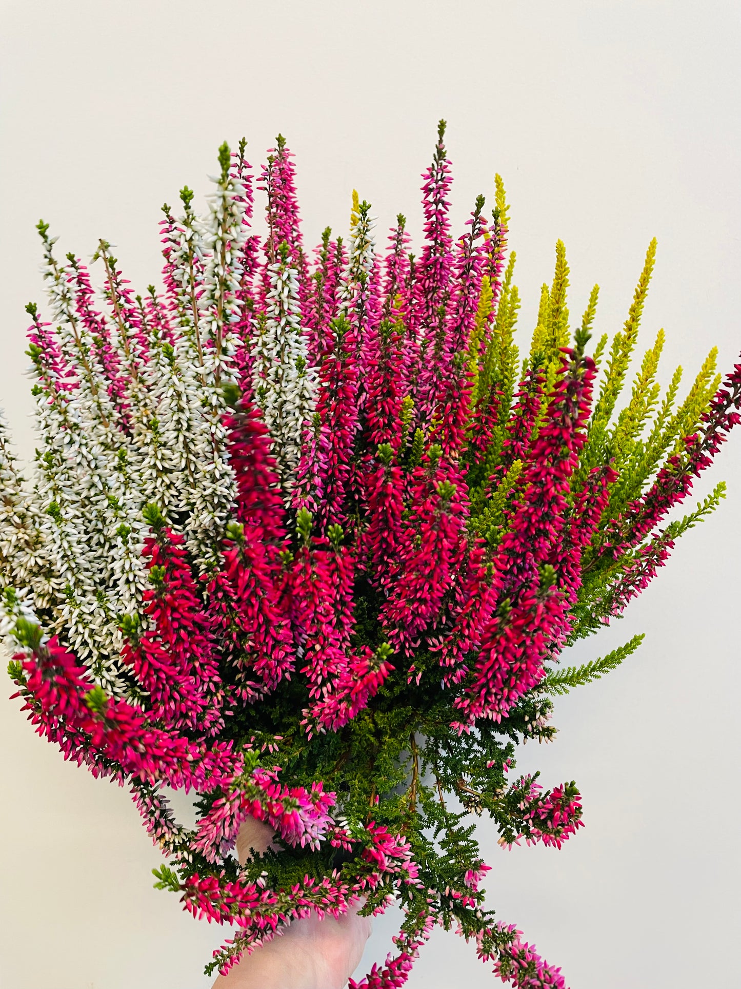 Bilde av Calluna ‘Quattro’-Spanne Plantesalg