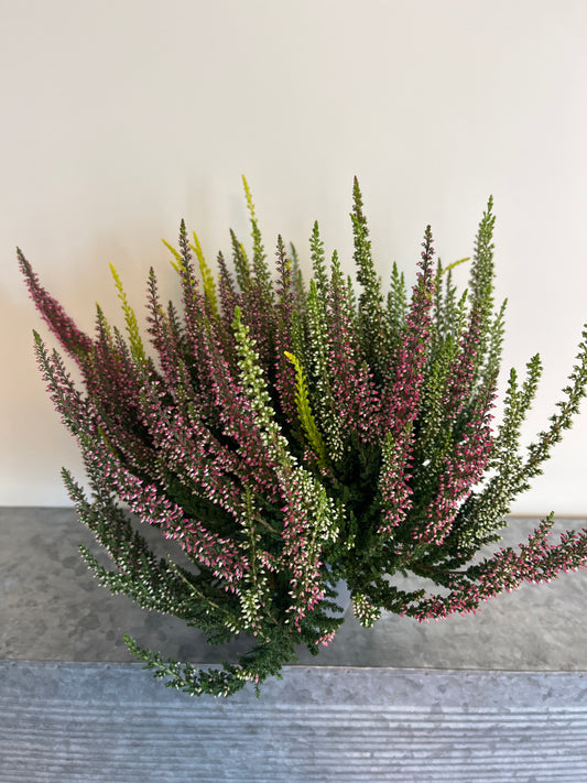 Bilde av Calluna vulgaris Beauty Ladies Quatro-Spanne Plantesalg