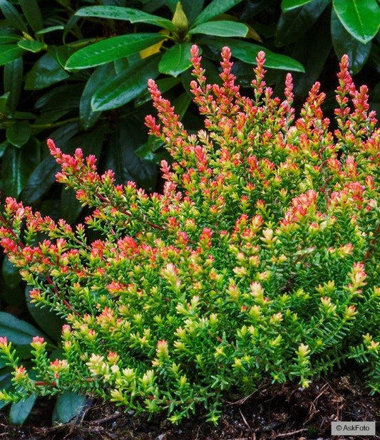 Bilde av CALLUNA VULGARIS 'EASTER-BONFIRE'-Spanne Plantesalg