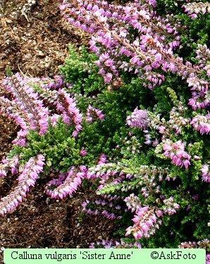 Bilde av CALLUNA VULGARIS 'SISTER ANNE'-Spanne Plantesalg