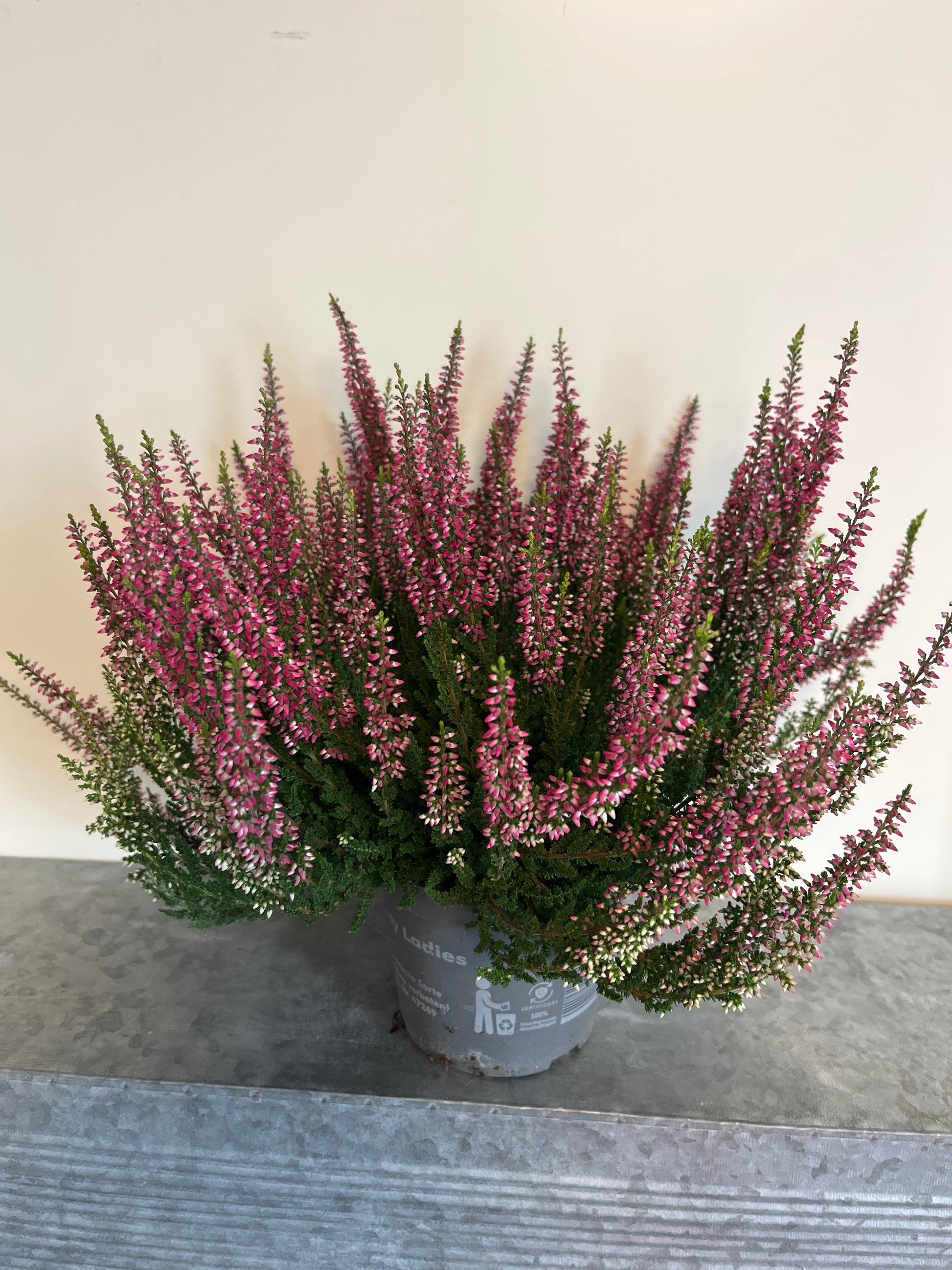 Bilde av CALLUNA VULGARIS-Spanne Plantesalg