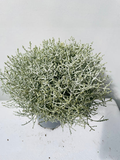 Bilde av Calocephalus brownii-Spanne Plantesalg