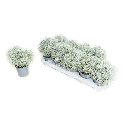 Bilde av Calocephalus brownii-Spanne Plantesalg