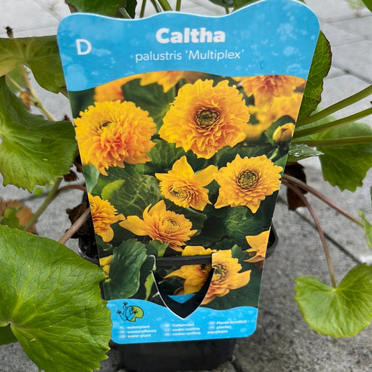 Bilde av CALTHA PALUSTRIS multiplex-Spanne Plantesalg