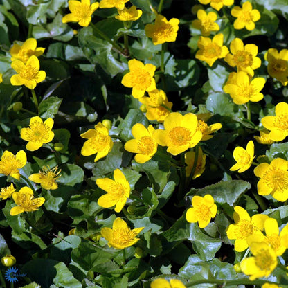 Bilde av CALTHA PALUSTRIS-Spanne Plantesalg