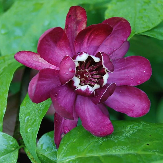 Bilde av Calycanthus 'Aphrodite' ®-Spanne Plantesalg