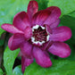 Bilde av Calycanthus 'Aphrodite' ®-Spanne Plantesalg