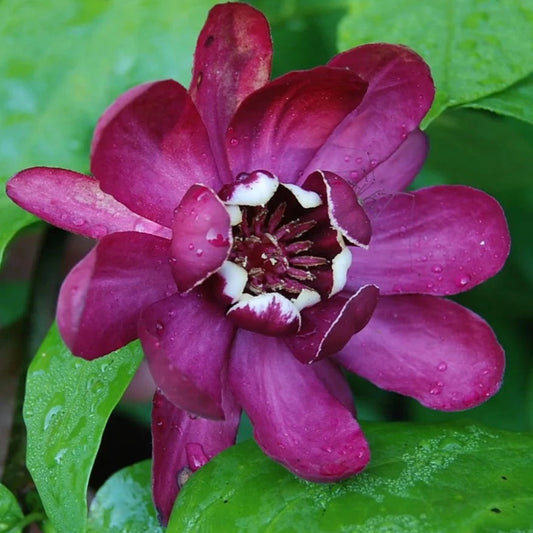 Bilde av Calycanthus 'Aphrodite' ®-Spanne Plantesalg