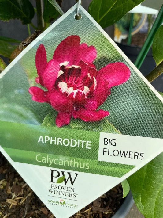 Bilde av Calycanthus 'Aphrodite'-Spanne Plantesalg