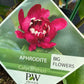 Bilde av Calycanthus 'Aphrodite'-Spanne Plantesalg