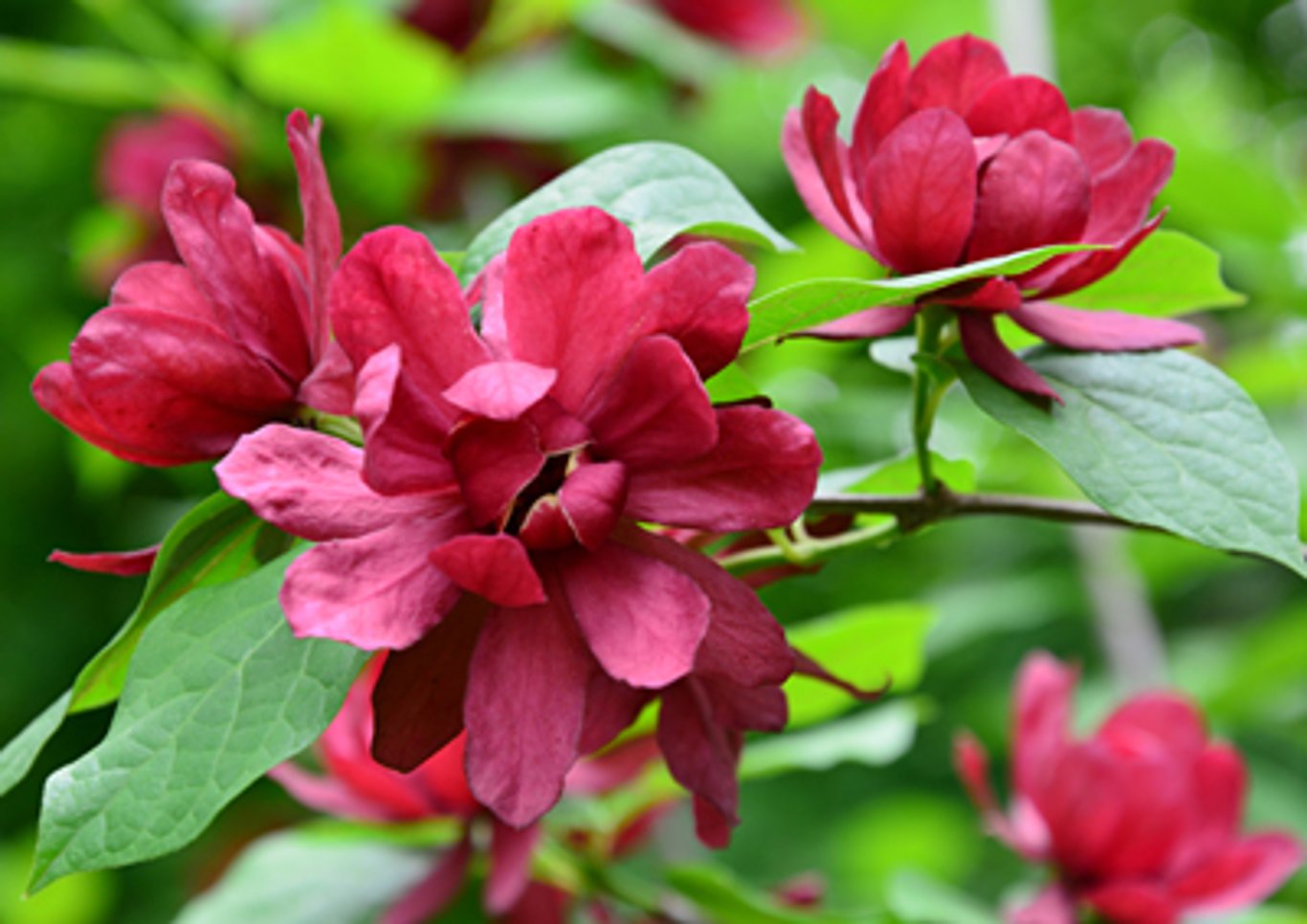 Bilde av Calycanthus raulstonii 'Hartlage Wine'-Spanne Plantesalg
