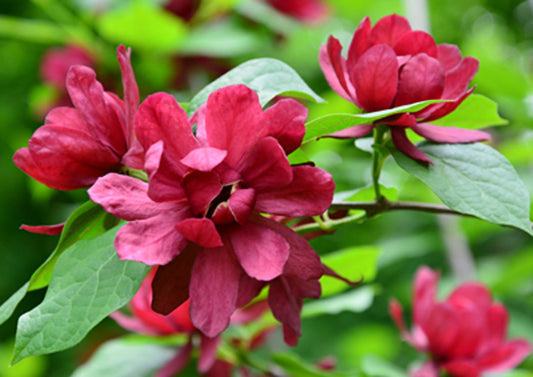 Bilde av Calycanthus raulstonii 'Hartlage Wine'-Spanne Plantesalg
