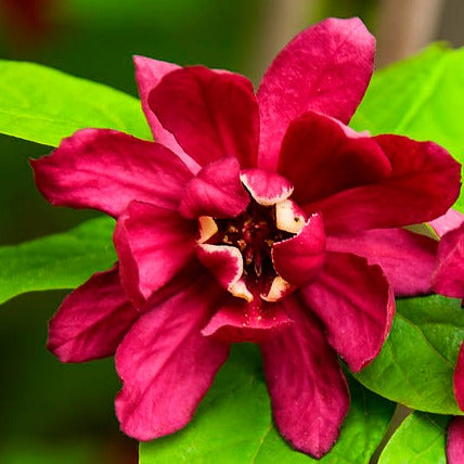 Bilde av Calycanthus x Raulstonii 'Hartlage Wine'-Spanne Plantesalg