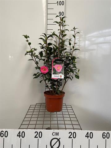 Bilde av Camellia Japonica Mix-Spanne Plantesalg