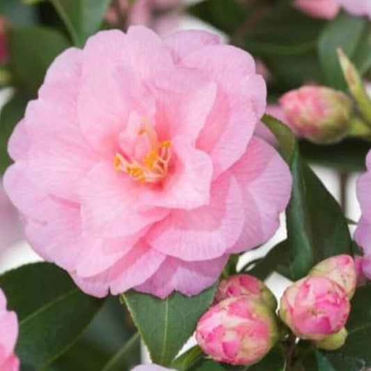 Bilde av Camellia 'Spring Festival'-Spanne Plantesalg