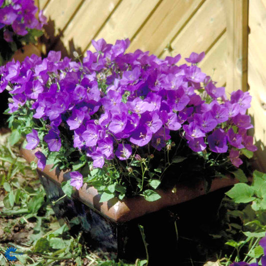 Bilde av Campanula carpatica-Spanne Plantesalg