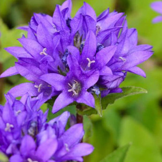 Bilde av Campanula glom. 'Acaulis'-Spanne Plantesalg