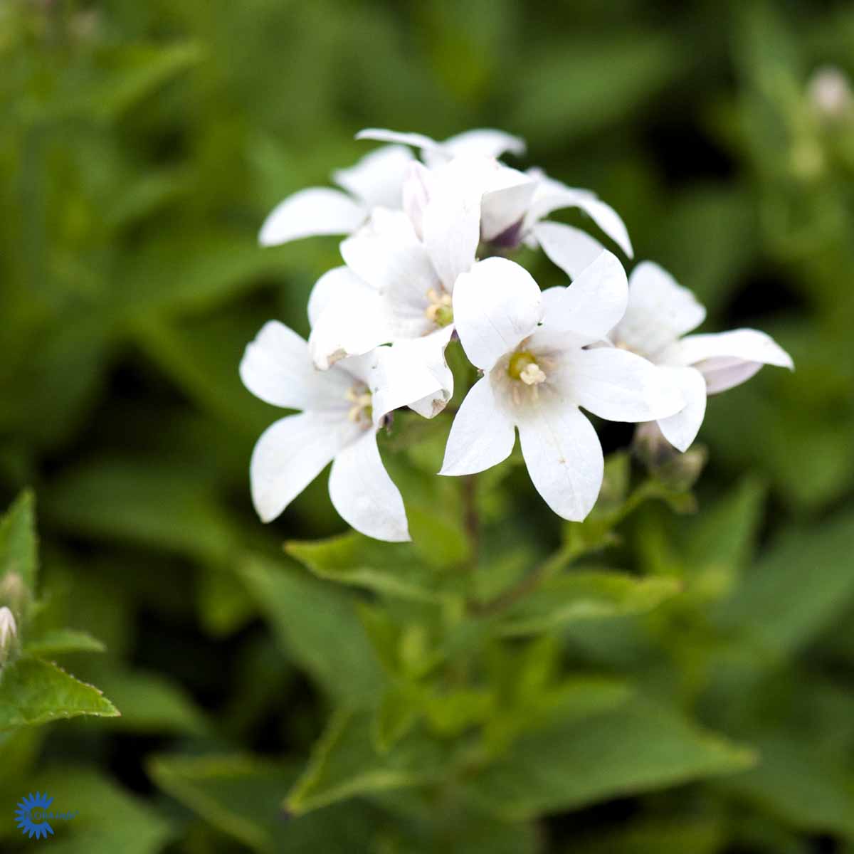 Bilde av Campanula lact. 'Alba'-Spanne Plantesalg