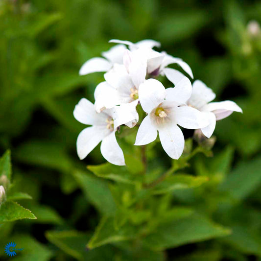Bilde av Campanula lact. 'Alba'-Spanne Plantesalg