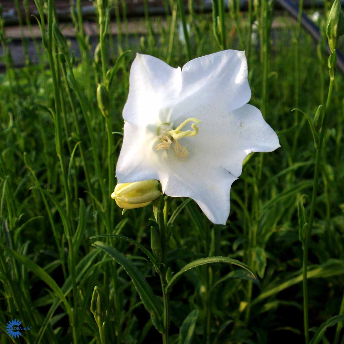Bilde av Campanula pers. 'Alba'-Spanne Plantesalg