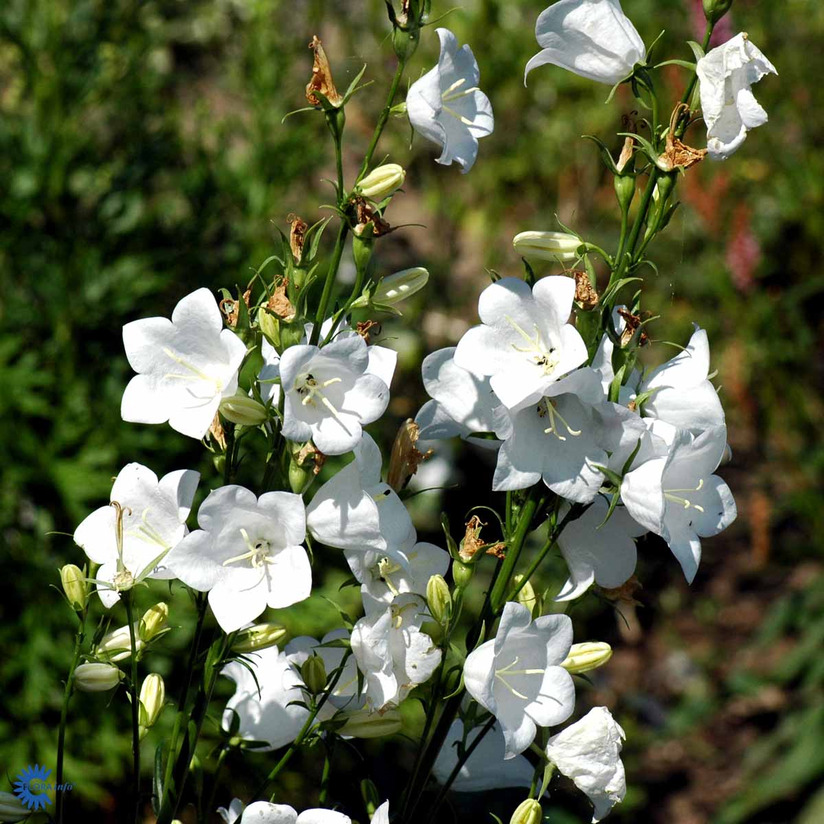 Bilde av Campanula pers. 'Alba'-Spanne Plantesalg