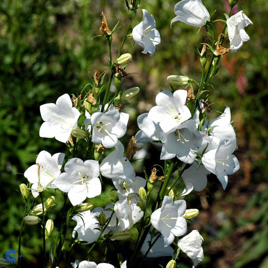 Bilde av Campanula pers. 'Alba'-Spanne Plantesalg