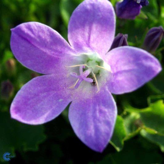 Bilde av Campanula portenschlagiana-Spanne Plantesalg