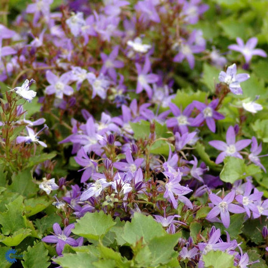 Bilde av Campanula poscharskyana-Spanne Plantesalg
