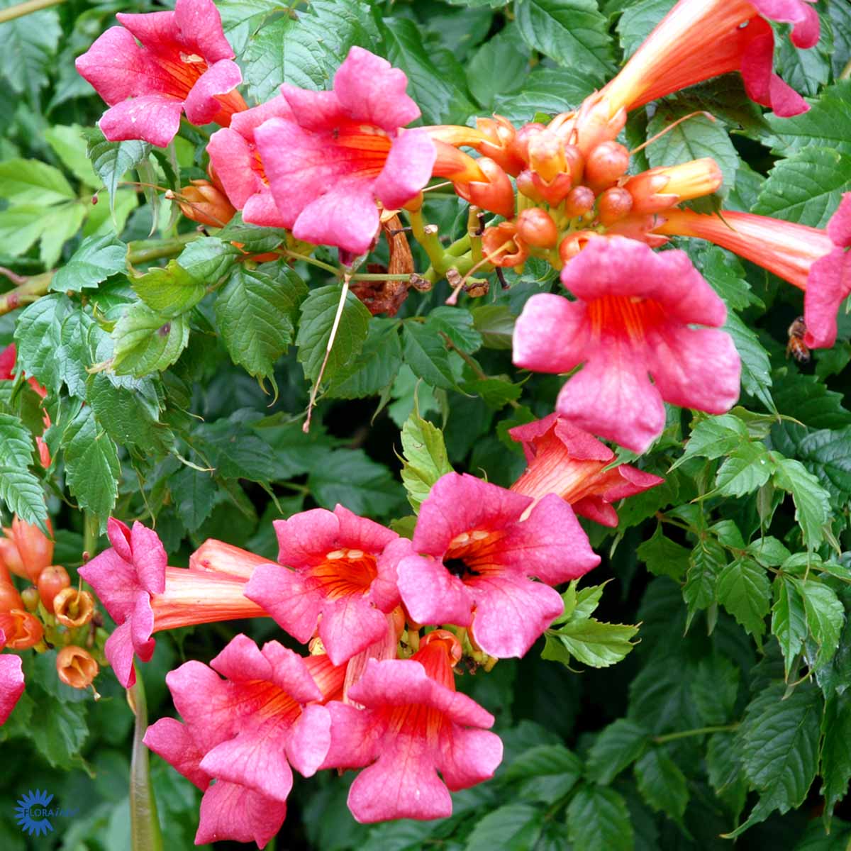 Bilde av Campsis radicans-Spanne Plantesalg